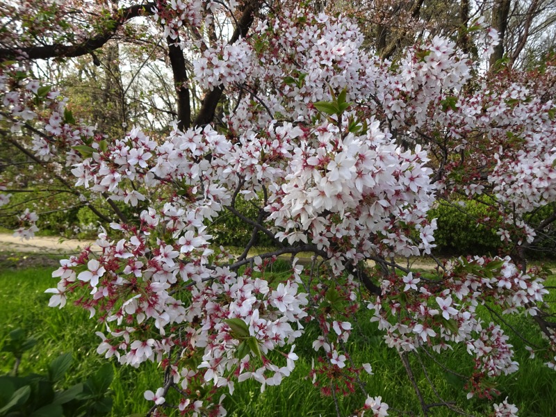 桜始開